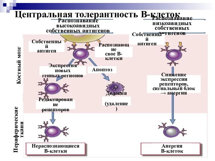 Центральная толерантность В-клеток Распознавание высокоавидных собственных антигенов Распознавание низкоавидных собственных антигенов