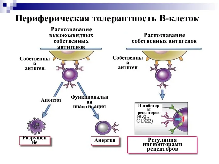 Периферическая толерантность В-клеток Распознавание высокоавидных собственных антигенов Распознавание собственных антигенов Регуляция