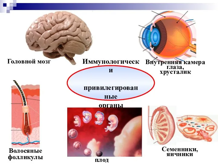 Волосяные фолликулы Головной мозг Внутренняя камера глаза, хрусталик Семенники, яичники Иммунологически привилегированные органы плод