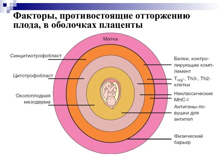 Факторы, противостоящие отторжению плода, в оболочках плаценты