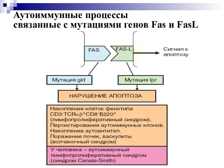 Аутоиммунные процессы связанные с мутациями генов Fas и FasL