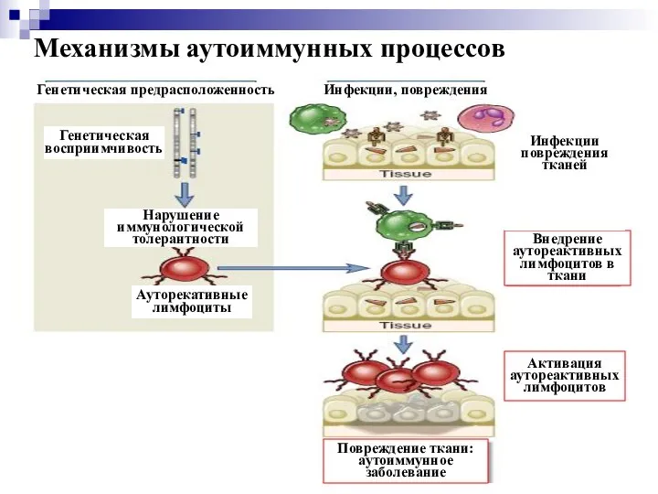 Механизмы аутоиммунных процессов Повреждение ткани: аутоиммунное заболевание Нарушение иммунологической толерантности Ауторекативные