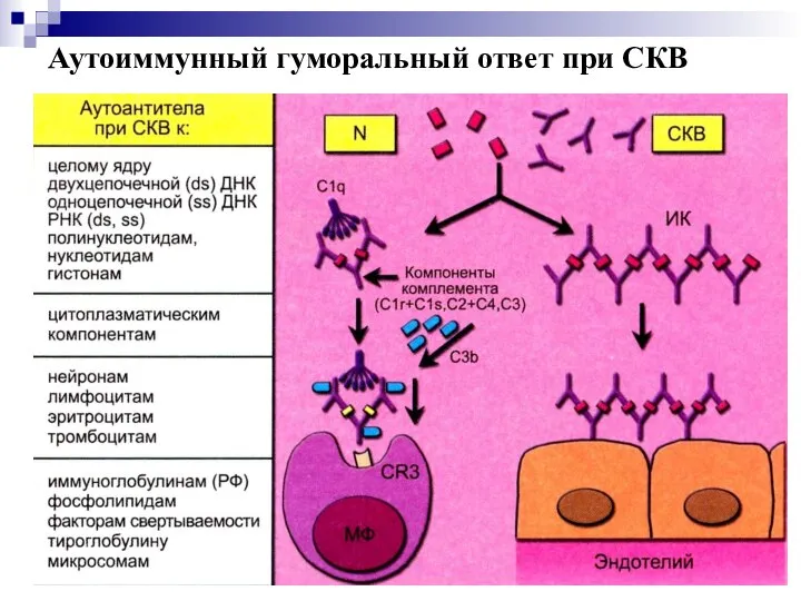 Аутоиммунный гуморальный ответ при СКВ