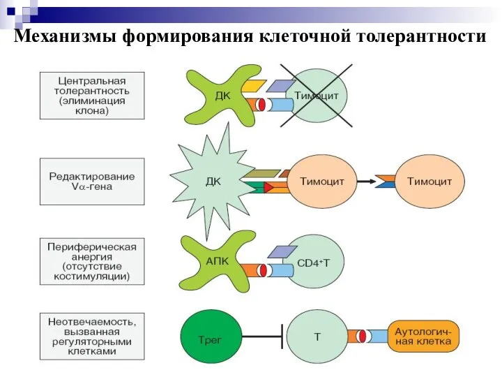 Механизмы формирования клеточной толерантности