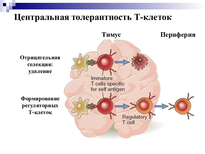 Центральная толерантность Т-клеток Отрицательная селекция: удаление Формирование регуляторных Т-клеток Тимус Периферия