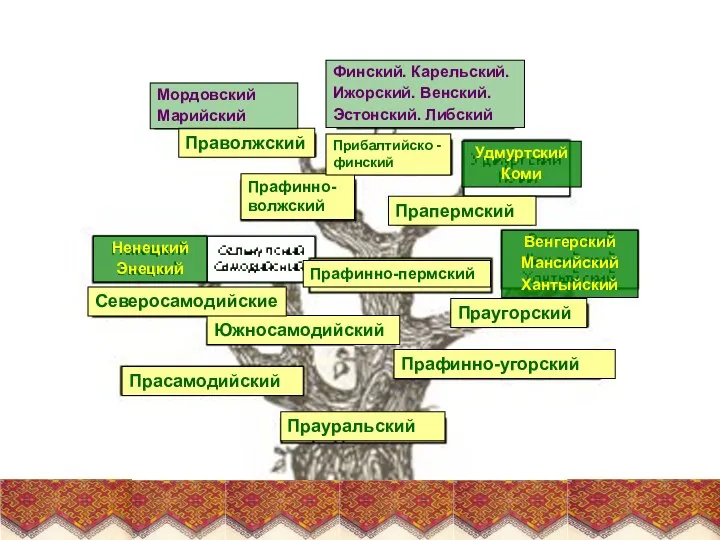 Прауральский Прафинно-угорский Праугорский Прафинно-пермский Прасамодийский Южносамодийский Северосамодийские Прапермский Прафинно-волжский Прибалтийско -финский