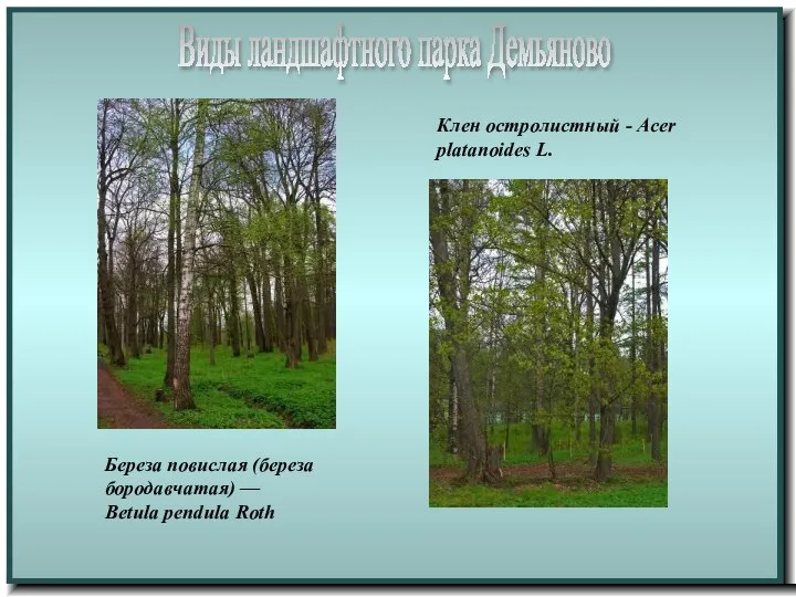 Виды ландшафтного парка Демьяново Береза повислая (береза бородавчатая) — Betula pendula