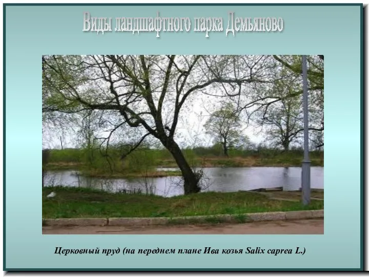 Виды ландшафтного парка Демьяново Церковный пруд (на переднем плане Ива козья Salix caprea L.)