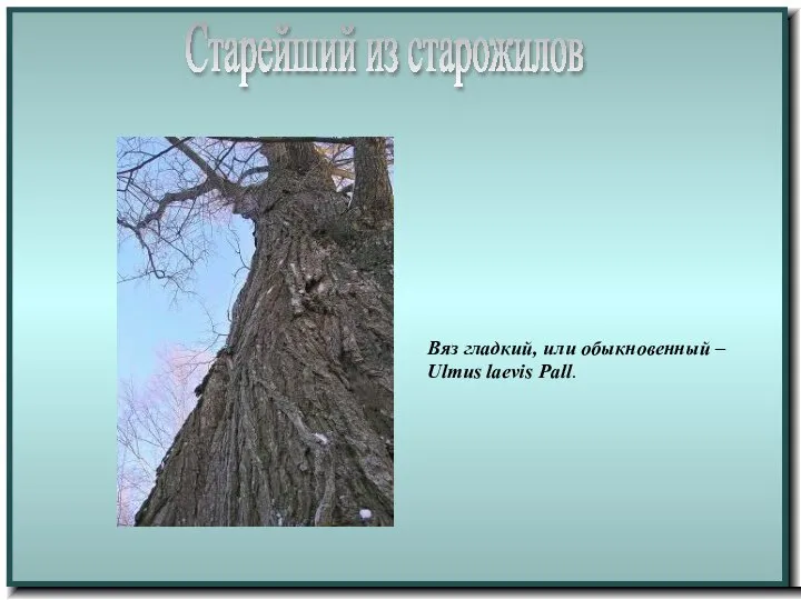 Старейший из старожилов Вяз гладкий, или обыкновенный – Ulmus laevis Pall.