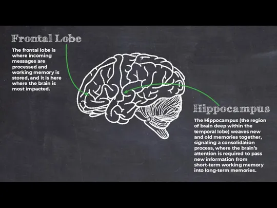 The frontal lobe is where incoming messages are processed and working