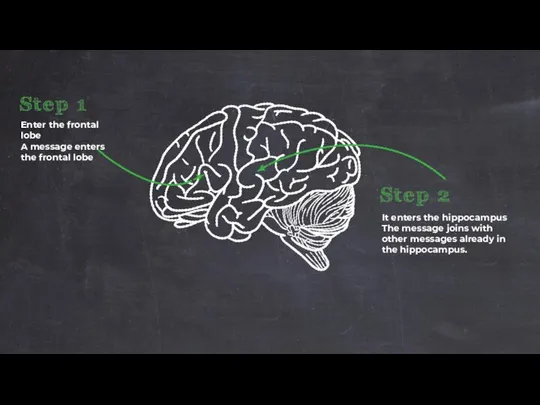 Enter the frontal lobe A message enters the frontal lobe It