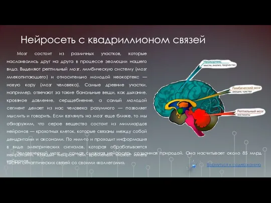 Нейросеть с квадриллионом связей Мозг состоит из различных участков, которые наслаивались