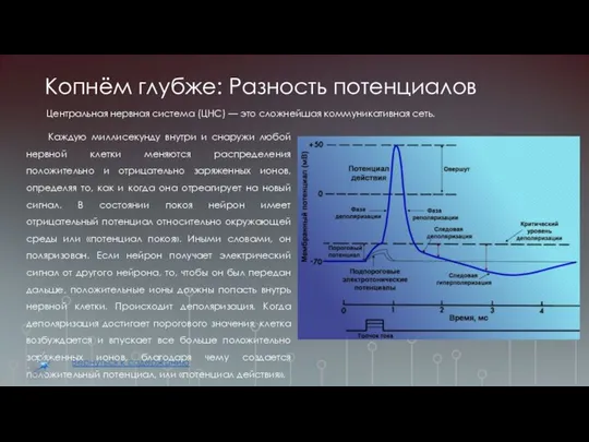 Копнём глубже: Разность потенциалов Каждую миллисекунду внутри и снаружи любой нервной