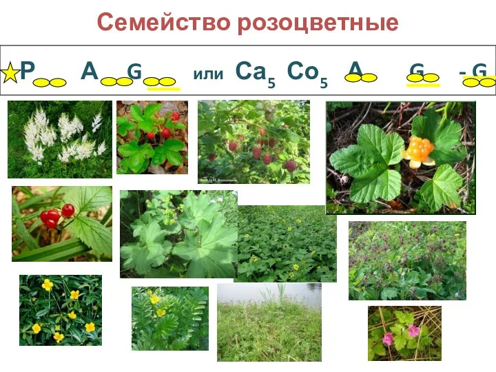 Р А G или Са5 Со5 А G - G Семейство розоцветные