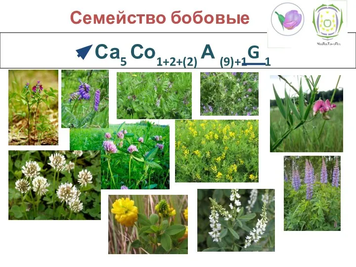 Са5 Со1+2+(2) А (9)+1G 1 Семейство бобовые