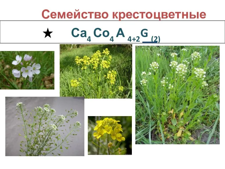 Са4 Со4 А 4+2G (2) Семейство крестоцветные