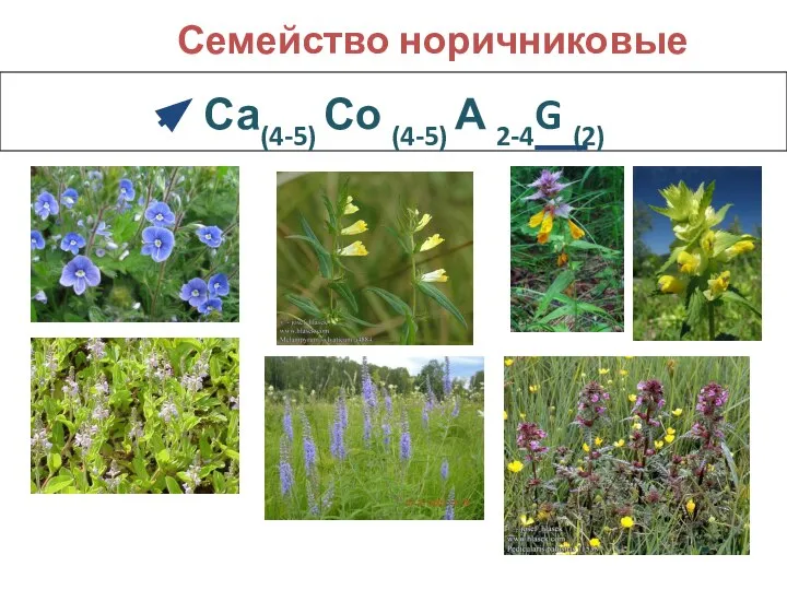 Са(4-5) Со (4-5) А 2-4G (2) Семейство норичниковые