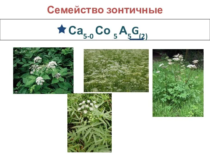 Са5-0 Со 5 А5G(2) Семейство зонтичные