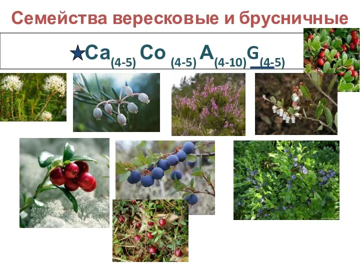 Са(4-5) Со (4-5) А(4-10)G(4-5) Семейства вересковые и брусничные