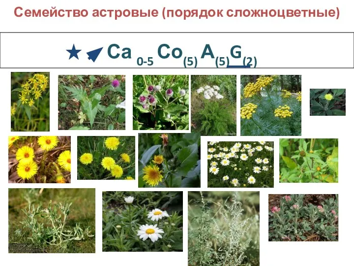 Са 0-5 Со(5) А(5)G(2) Семейство астровые (порядок сложноцветные)