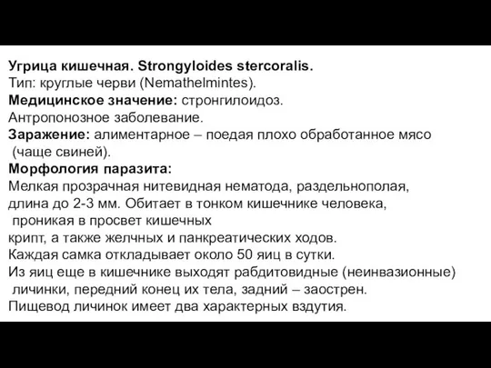 Угрица кишечная. Strongyloides stercoralis. Тип: круглые черви (Nemathelmintes). Медицинское значение: стронгилоидоз.