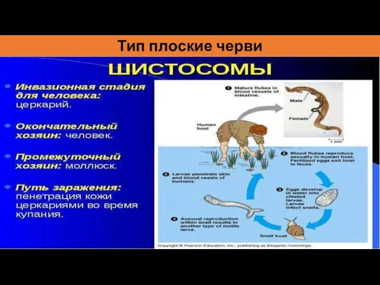 Тип плоские черви