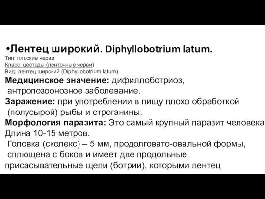 Лентец широкий. Diphyllobotrium latum. Тип: плоские черви Класс: цестоды (ленточные черви)