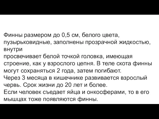 Финны размером до 0,5 см, белого цвета, пузырьковидные, заполнены прозрачной жидкостью,