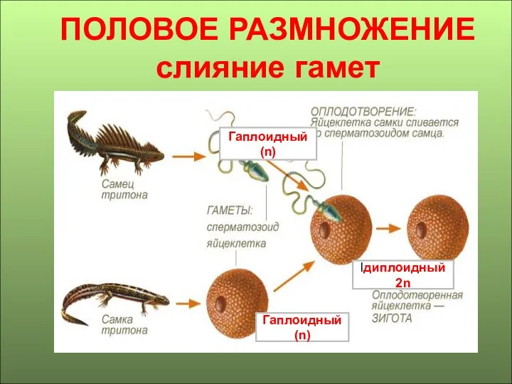 ПОЛОВОЕ РАЗМНОЖЕНИЕ слияние гамет Гаплоидный (n) Гаплоидный (n) lдиплоидный2n