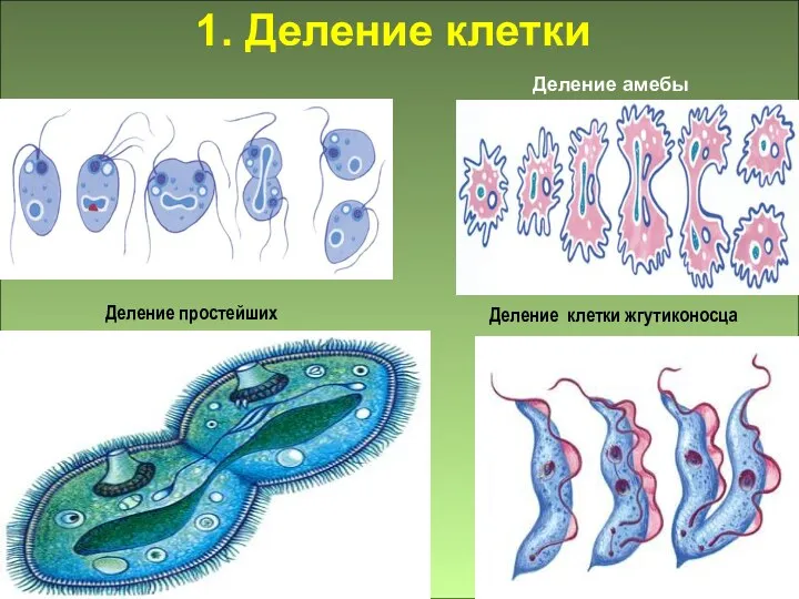 Деление клетки жгутиконосца Деление простейших 1. Деление клетки Деление амебы