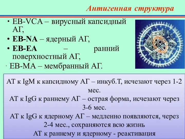 Антигенная структура EB-VCA – вирусный капсидный АГ, EB-NA – ядерный АГ,