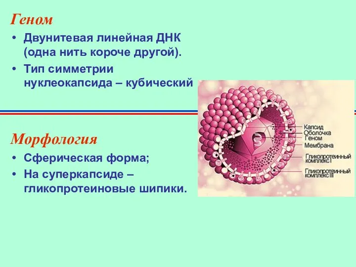 Геном Двунитевая линейная ДНК (одна нить короче другой). Тип симметрии нуклеокапсида