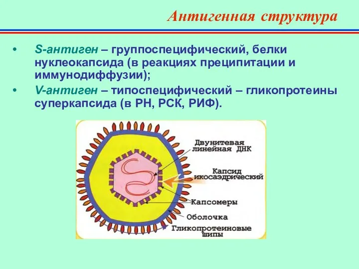 Антигенная структура S-антиген – группоспецифический, белки нуклеокапсида (в реакциях преципитации и