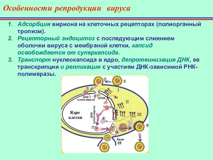 Особенности репродукции вируса Адсорбция вириона на клеточных рецепторах (полиорганный тропизм). Рецепторный