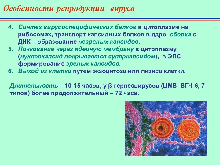 Особенности репродукции вируса Синтез вирусоспецифических белков в цитоплазме на рибосомах, транспорт