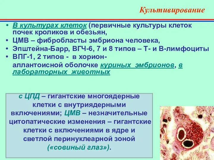 Культивирование В культурах клеток (первичные культуры клеток почек кроликов и обезьян,