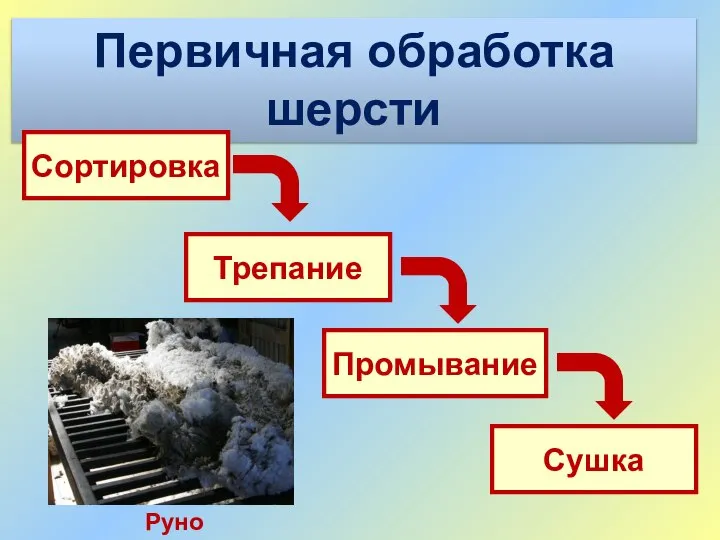 Первичная обработка шерсти Сортировка Трепание Промывание Сушка Руно