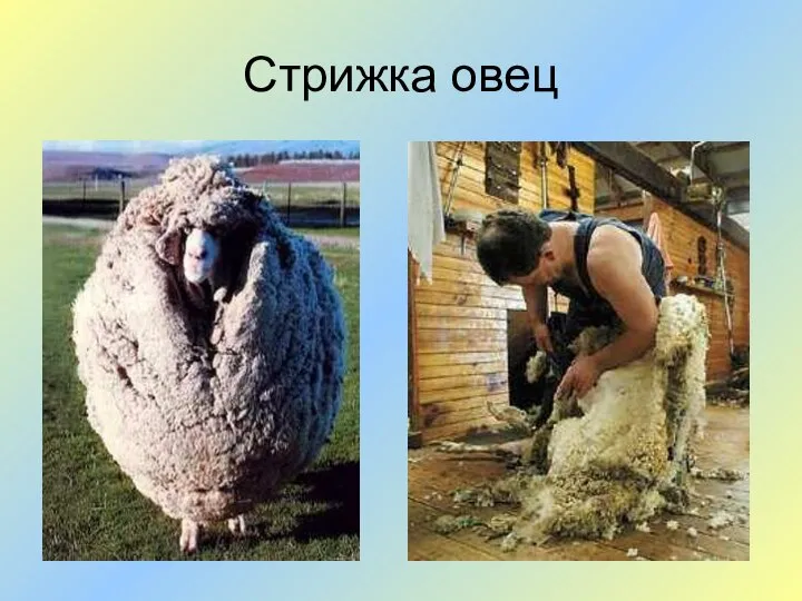 Стрижка овец