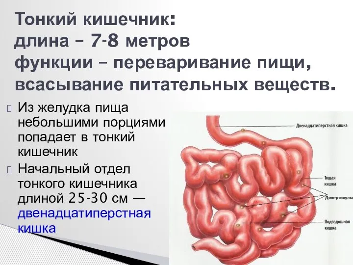 Тонкий кишечник: длина – 7-8 метров функции – переваривание пищи, всасывание