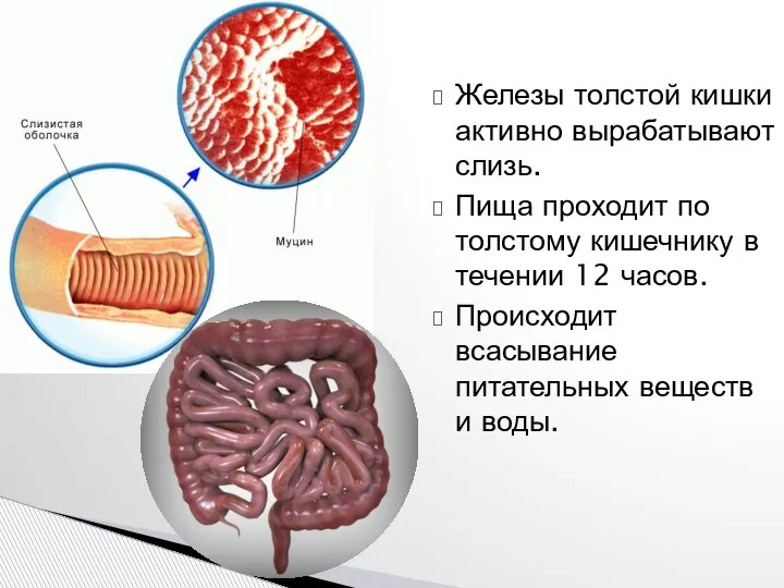 Железы толстой кишки активно вырабатывают слизь. Пища проходит по толстому кишечнику