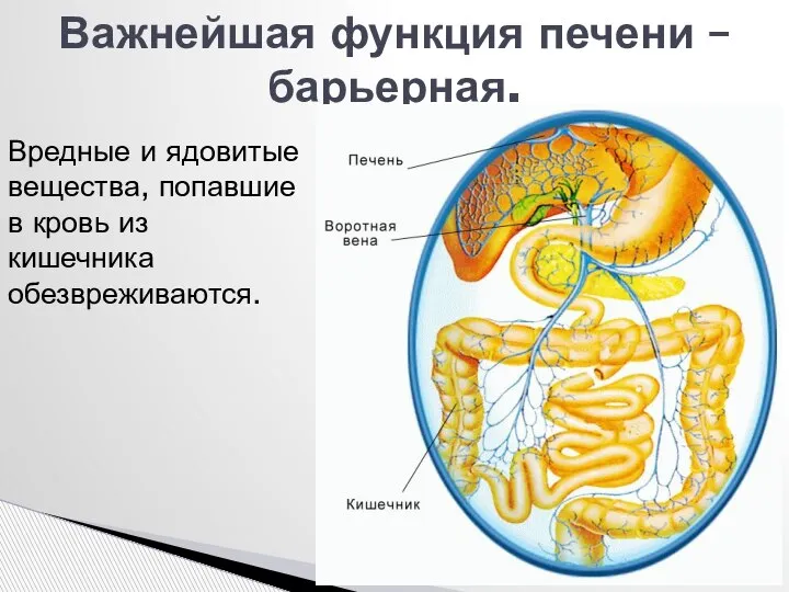 Важнейшая функция печени –барьерная. Вредные и ядовитые вещества, попавшие в кровь из кишечника обезвреживаются.