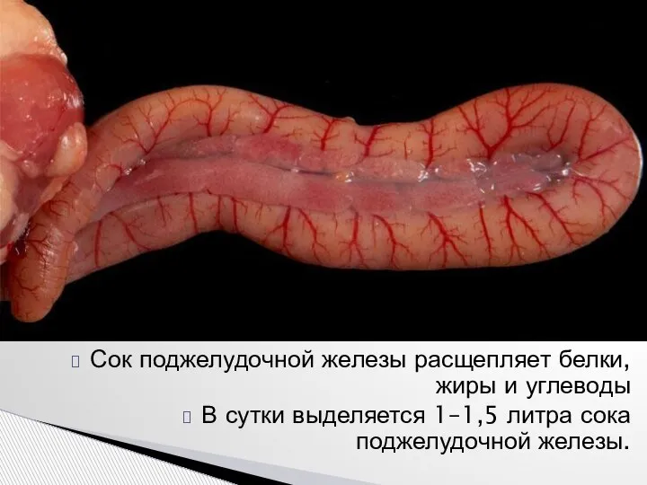 Сок поджелудочной железы расщепляет белки, жиры и углеводы В сутки выделяется 1–1,5 литра сока поджелудочной железы.