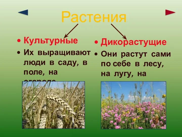 Культурные Их выращивают люди в саду, в поле, на огороде. Дикорастущие