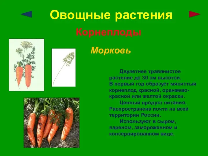 Овощные растения Корнеплоды Морковь Двулетнее травянистое растение до 30 см высотой.