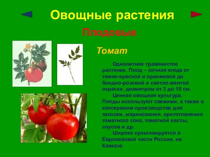 Овощные растения Плодовые Томат Однолетнее травянистое растение. Плод – сочная ягода