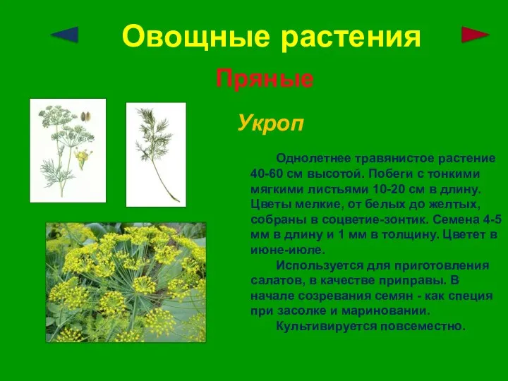 Овощные растения Пряные Укроп Однолетнее травянистое растение 40-60 см высотой. Побеги