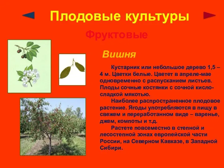 Плодовые культуры Фруктовые Вишня Кустарник или небольшое дерево 1,5 – 4