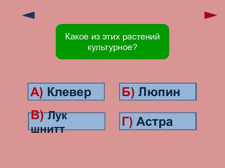 Верно! Ошибка! Ошибка! Ошибка! В) Лук шнитт А) Клевер Б) Люпин