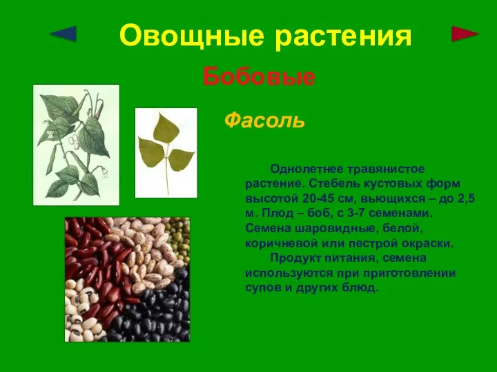 Овощные растения Бобовые Фасоль Однолетнее травянистое растение. Стебель кустовых форм высотой