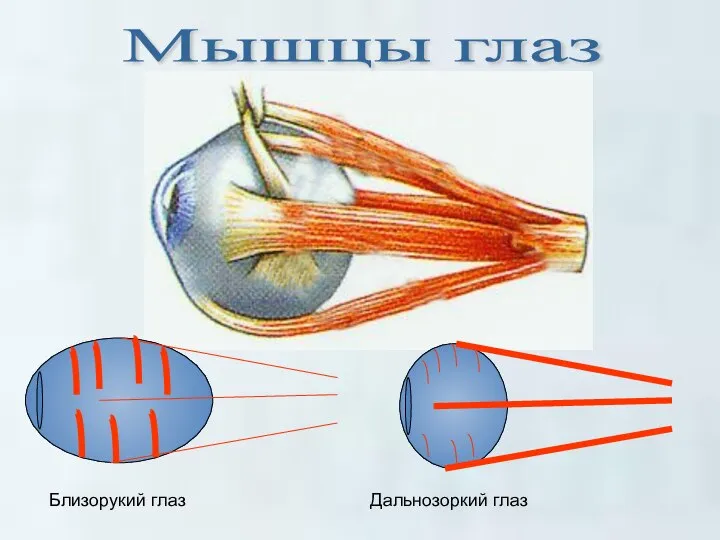 Мышцы глаз Близорукий глаз Дальнозоркий глаз